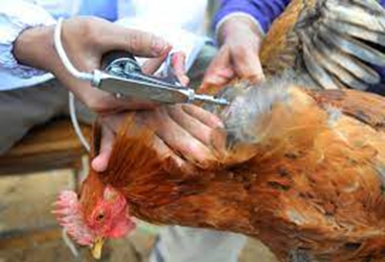 Avian influenza vaccination 